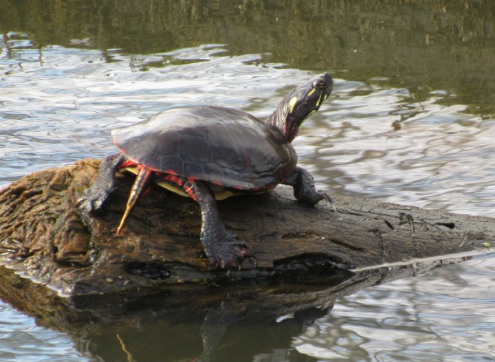 Midland Painted Turtle